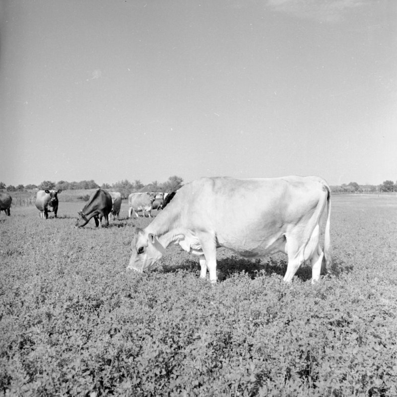 107_fertilize existing fields. (1951).jpg